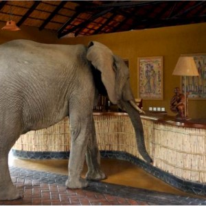 Elephants at the Mfuwe Lodge in Zambia