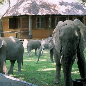 Elephants at the Mfuwe Lodge in Zambia