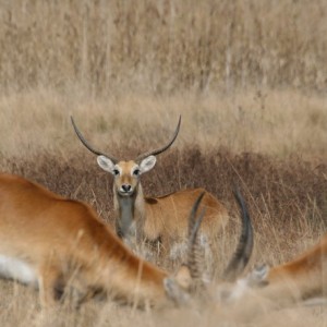 Kafue Lechwe on farm