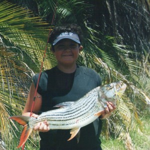 Okavango delta Tiger