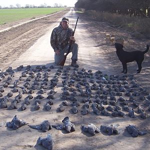 Dove Hunting Argentina