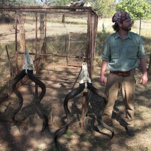 Kudu skulls Zimbabwe