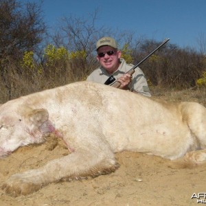 Hunting Lioness South Africa