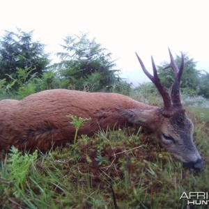 Roe Buck