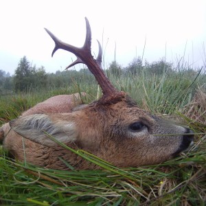 Roe Buck