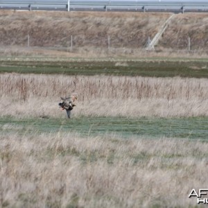 Some action shots of my Falcons hunting