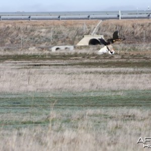 Some action shots of my Falcons hunting