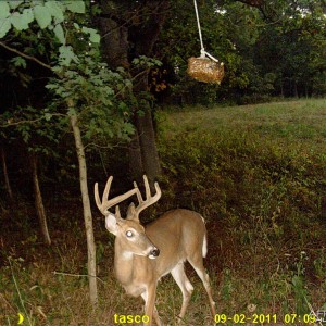 First look at a Buck