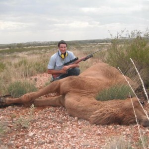 Hunting Camel in Australia