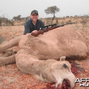 Hunting Camel in Australia