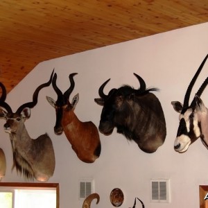 Moredou Taxidermy