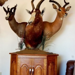 Moredou Taxidermy