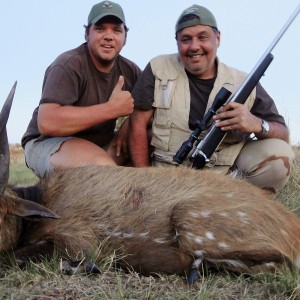 Bushbuck