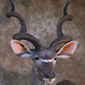 Taxidermy 62 inch Kudu