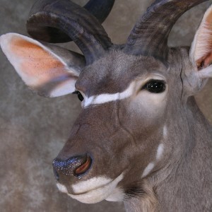 Taxidermy 62 inch Kudu