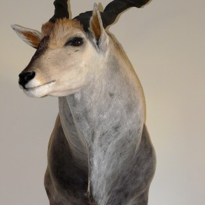 Casper's Taxidermy in Namibia