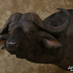 Taxidermy Nice Cape Buffalo