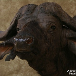 Taxidermy Nice Cape Buffalo