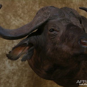 Taxidermy Nice Cape Buffalo