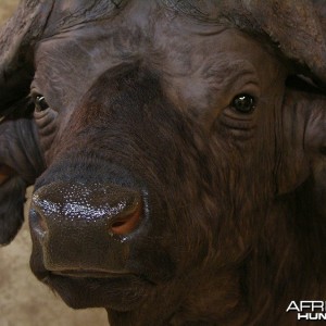 Taxidermy Nice Cape Buffalo