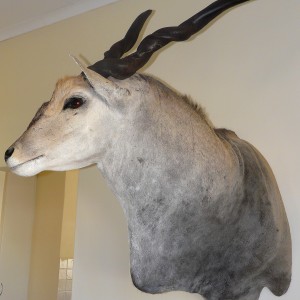 Casper's Taxidermy in Namibia