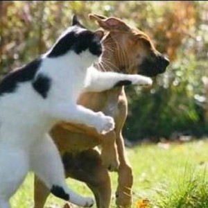 Cat fight