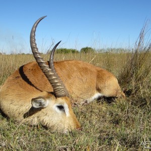 Red Lechwe Caprivi