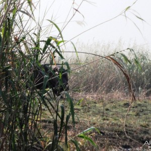 Hippo on land great hunting Caprivi