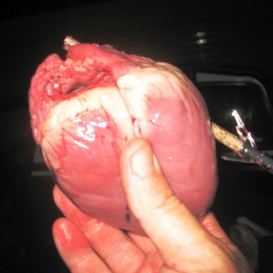 bushpig at night-heart shot [20m]