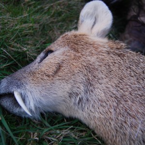 Chinese Water Deer Stalking