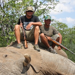 Elephant Botswana