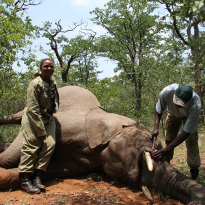 Elephant Botswana