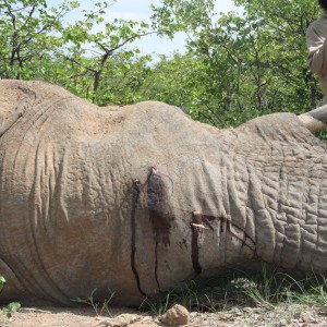 Elephant Botswana