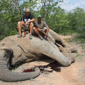 Elephant Botswana