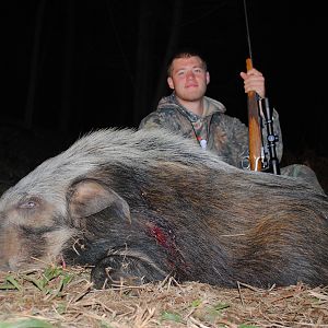 Bushpig Boar