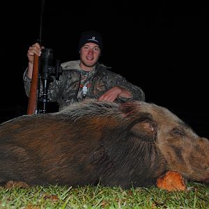 Bushpig Boar