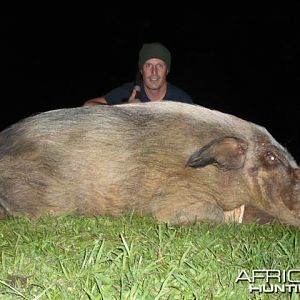 Bushpig Boar