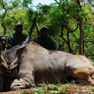 54 inch Lord Derby Eland