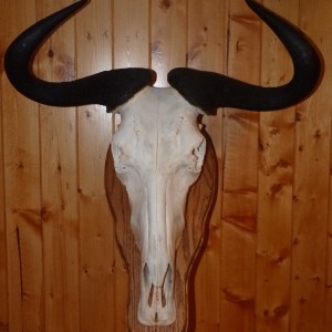 Wildebeest Taxidermy