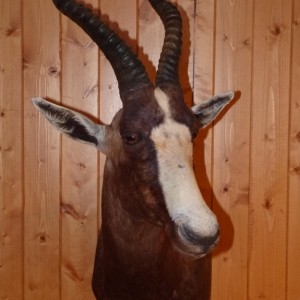 Blesbok Taxidermy