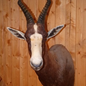 Blesbok Taxidermy