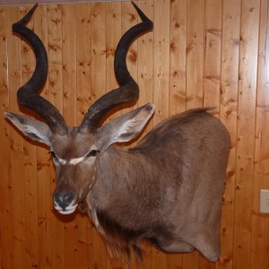 Kudu Taxidermy