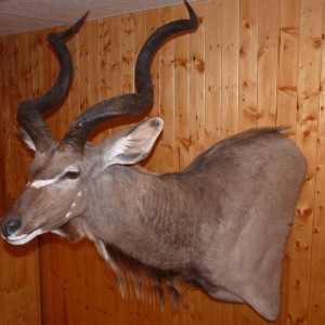 Kudu Taxidermy