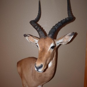 Impala Taxidermy