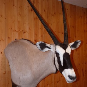 Gemsbok Taxidermy