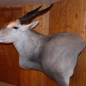 Eland Taxidermy