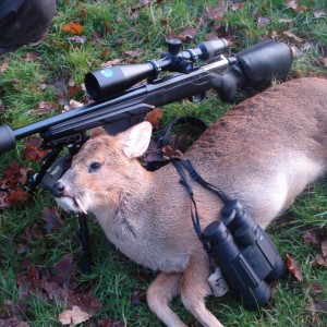 Chinese water deer hunt in the UK