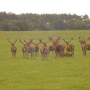 English red stag hunt