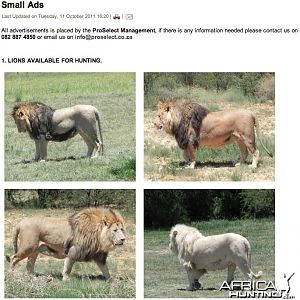 Lions on Offer