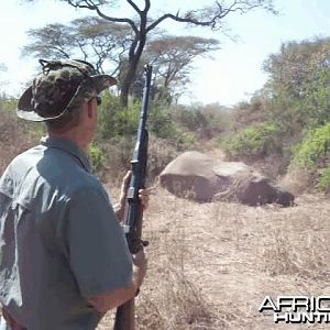 Charging cow Elephant